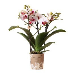 Orchidée Phalaenopsis blanche - Gibraltar minéral - Taille Ø9Cm
