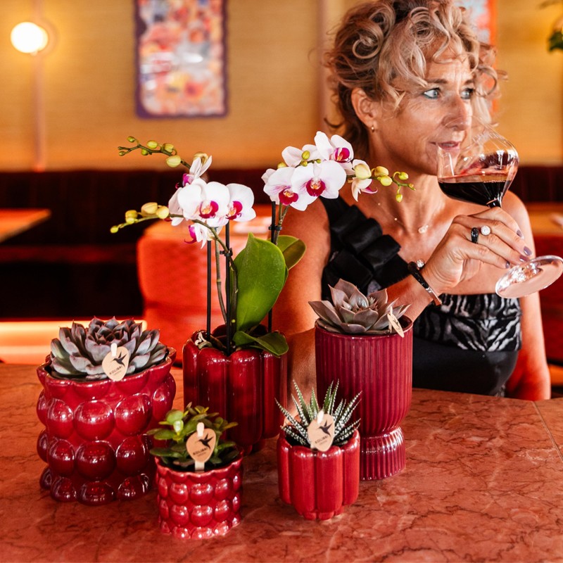 Orchidée Phalaenopsis blanche - Gibraltar minéral - Taille Ø9Cm