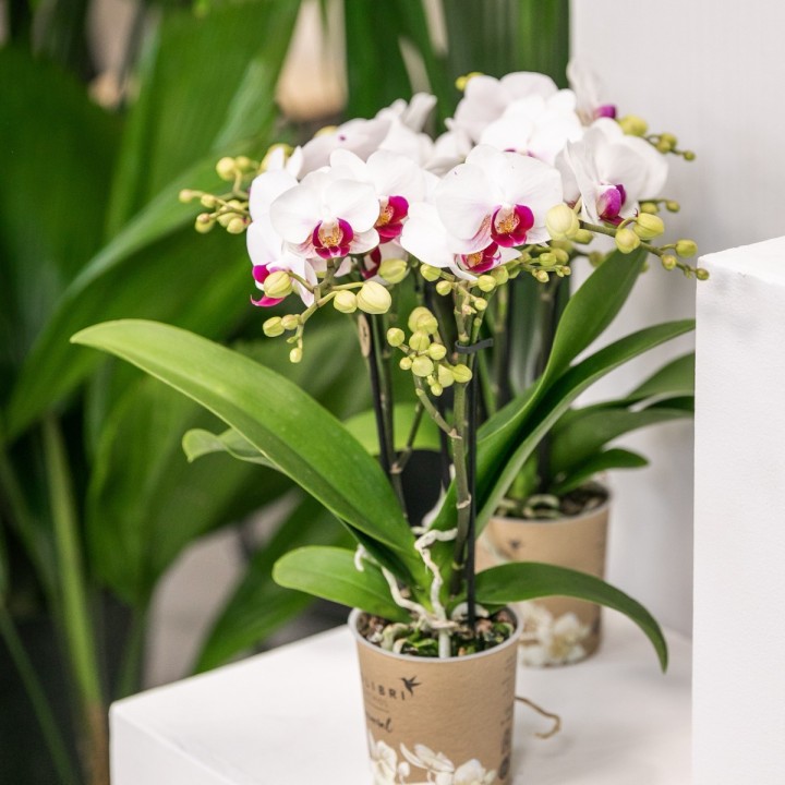 Orchidée Phalaenopsis blanche - Gibraltar minéral - Taille Ø9Cm