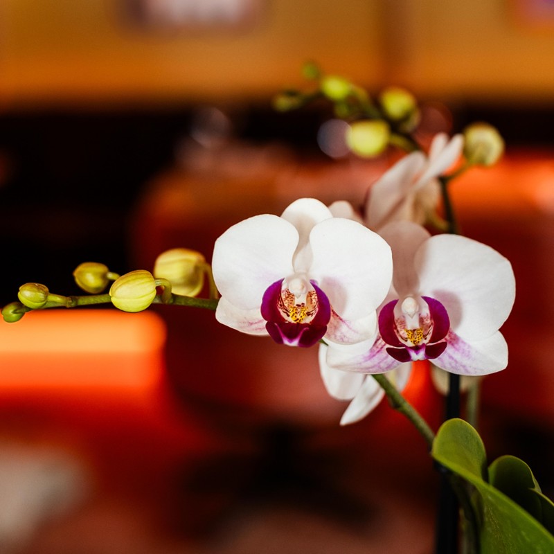 Orchidée Phalaenopsis blanche - Gibraltar minéral - Taille Ø9Cm