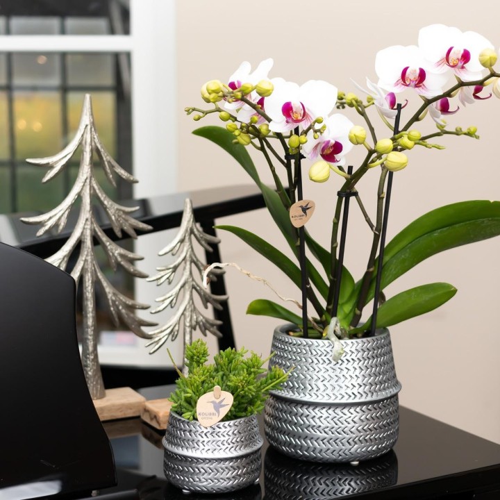 Orchidée Phalaenopsis blanche - Gibraltar minéral - Taille Ø9Cm