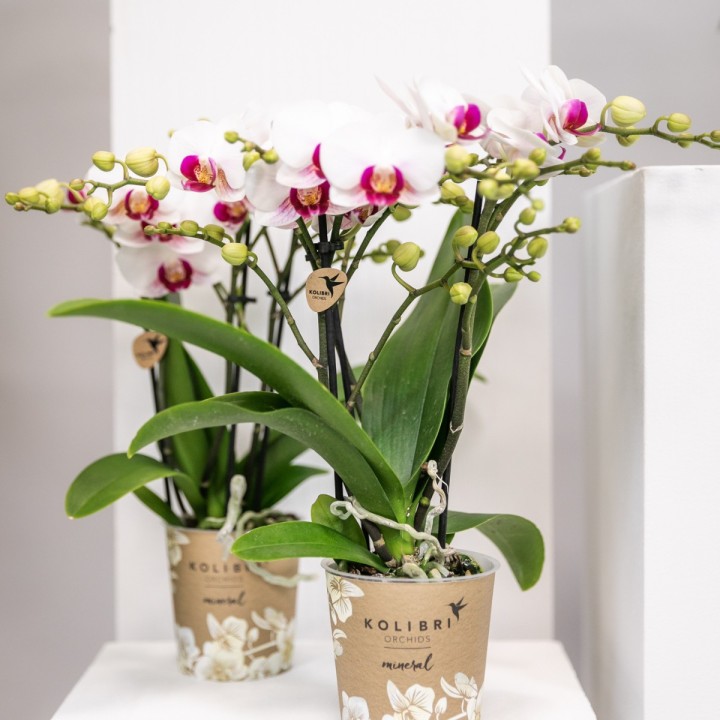 Orchidée Phalaenopsis blanche - Gibraltar minéral - Taille Ø9Cm