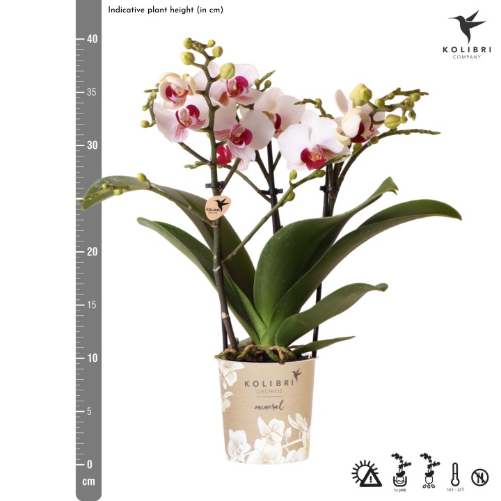 Orchidée Phalaenopsis blanche - Gibraltar minéral - Taille Ø9Cm