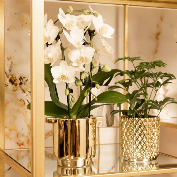 Kolibri Home | Metallic Diamond Flowerpot - Golden Ceramic Pot Ø9Cm