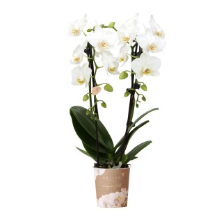 orchidée  Phalaenopsis blanc - Niagara Fall - Pot Ø9Cm