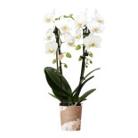 orchidée  Phalaenopsis blanc - Niagara Fall - Pot Ø9Cm