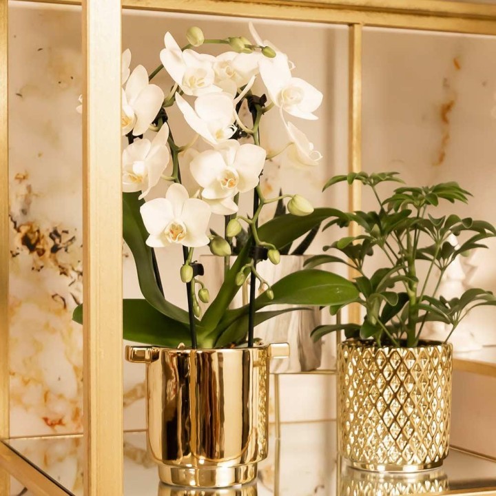 orchidée  Phalaenopsis blanc - Niagara Fall - Pot Ø9Cm