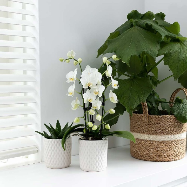orchidée  Phalaenopsis blanc - Niagara Fall - Pot Ø9Cm