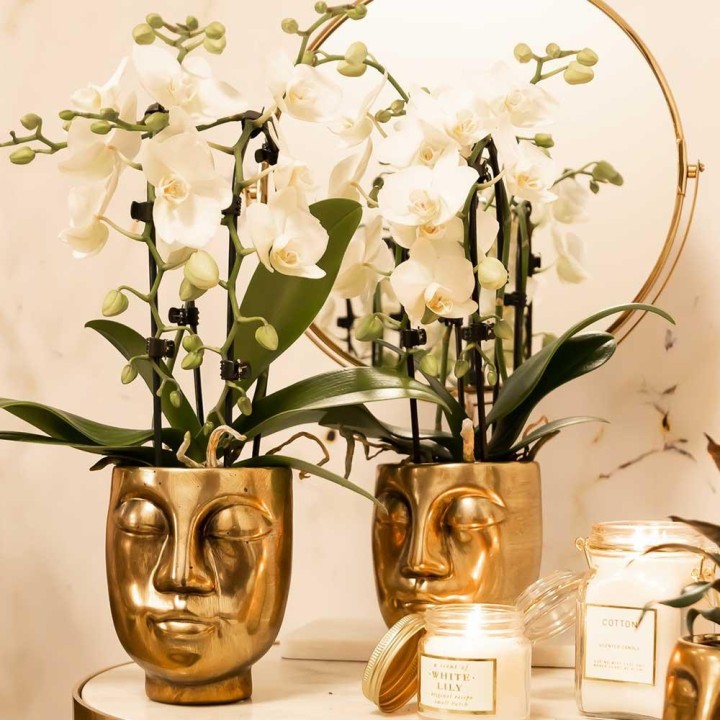 orchidée  Phalaenopsis blanc - Niagara Fall - Pot Ø9Cm