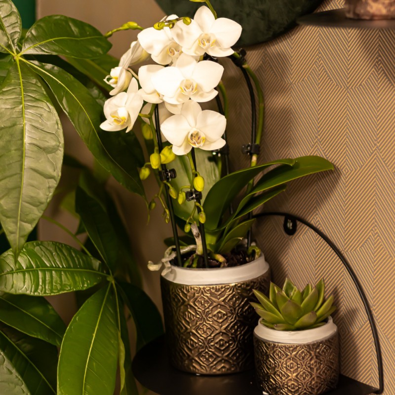 orchidée  Phalaenopsis blanc - Niagara Fall - Pot Ø9Cm