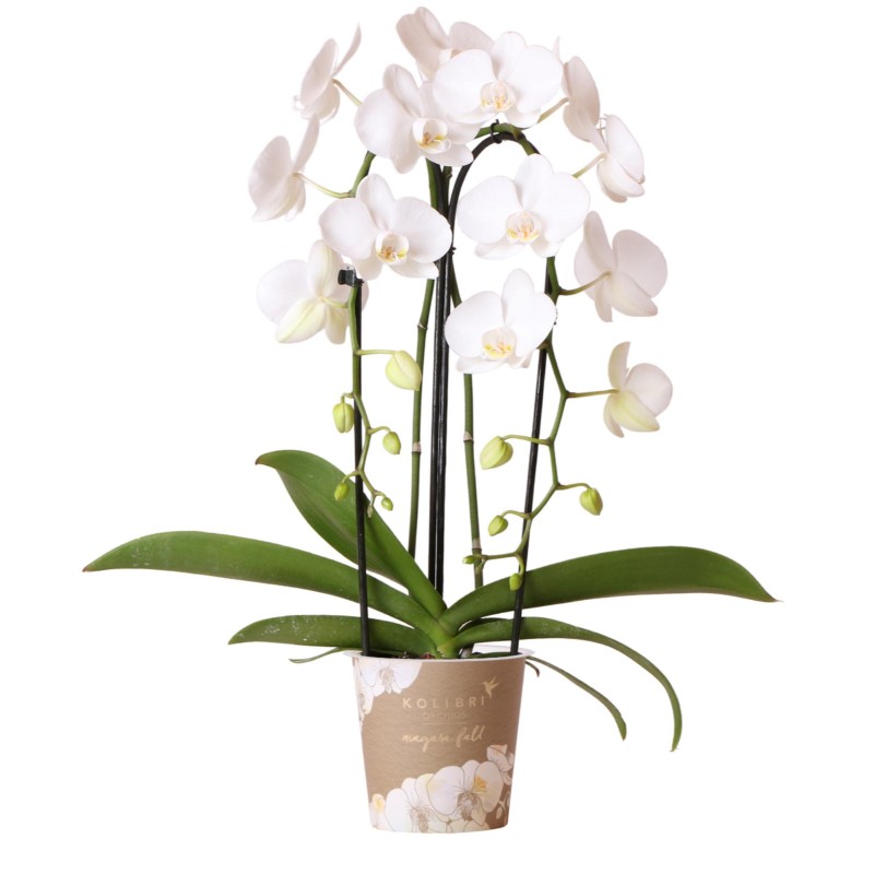Orchidées Kolibri - orchidée  Phalaenopsis blanc - Niagara Fall - Pot Ø12Cm.