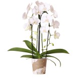 Orchidées Kolibri - orchidée  Phalaenopsis blanc - Niagara Fall - Pot Ø12Cm.