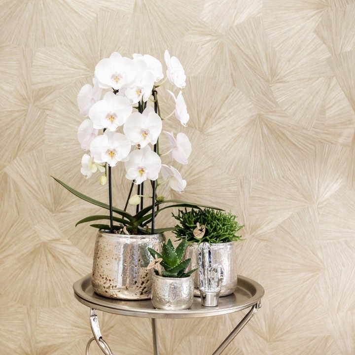 Orchidées Kolibri - orchidée  Phalaenopsis blanc - Niagara Fall - Pot Ø12Cm.