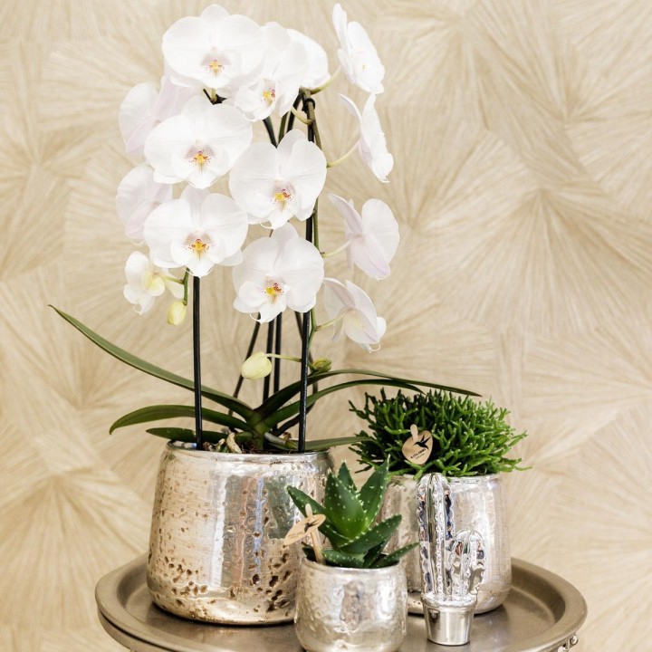 Orchidées Kolibri - orchidée  Phalaenopsis blanc - Niagara Fall - Pot Ø12Cm.
