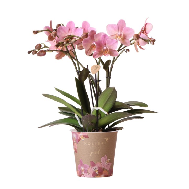 Kolibri orchidées de la vieille rose Phalaenopsis Orchid - Jewel Treviso - Pot Taille Ø12Cm