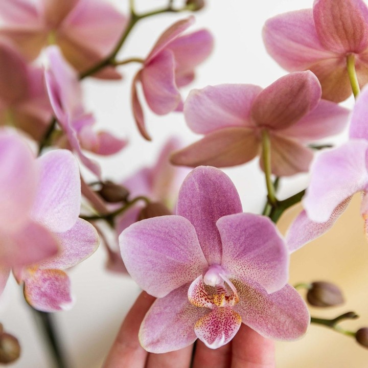 Kolibri orchidées de la vieille rose Phalaenopsis Orchid - Jewel Treviso - Pot Taille Ø12Cm