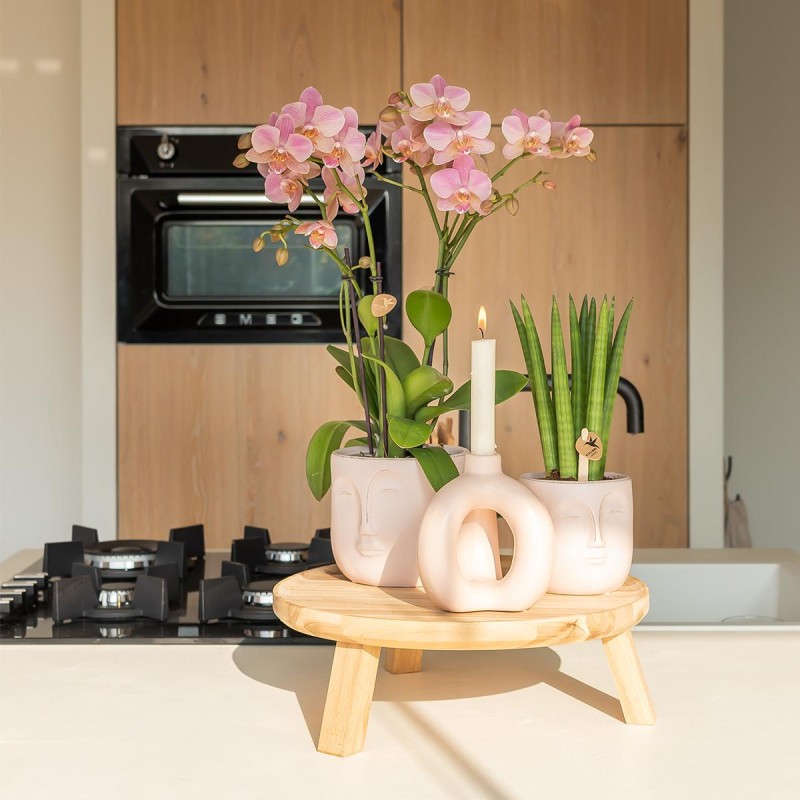 Kolibri orchidées de la vieille rose Phalaenopsis Orchid - Jewel Treviso - Pot Taille Ø12Cm