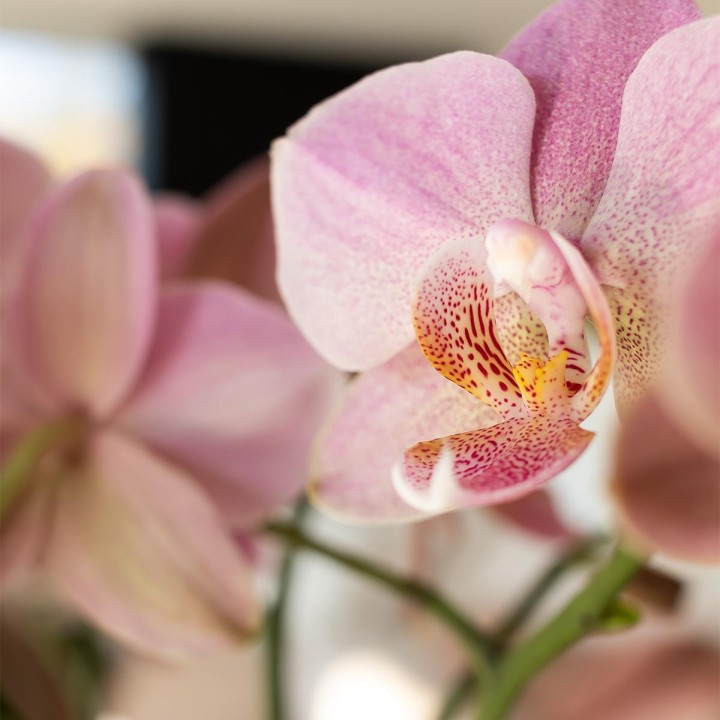Kolibri orchidées de la vieille rose Phalaenopsis Orchid - Jewel Treviso - Pot Taille Ø12Cm