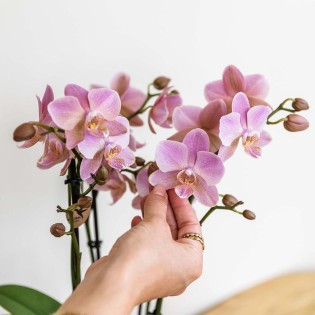Kolibri orchidées de la vieille rose Phalaenopsis Orchid - Jewel Treviso - Pot Taille Ø12Cm