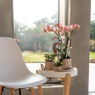 Kolibri orchidées de la vieille rose Phalaenopsis Orchid - Jewel Treviso - Pot Taille Ø12Cm
