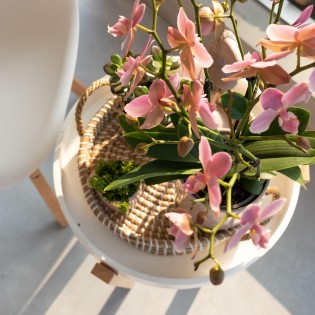 Kolibri orchidées de la vieille rose Phalaenopsis Orchid - Jewel Treviso - Pot Taille Ø12Cm