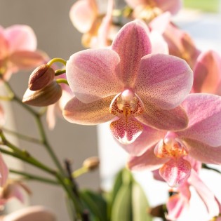 Kolibri orchidées de la vieille rose Phalaenopsis Orchid - Jewel Treviso - Pot Taille Ø12Cm