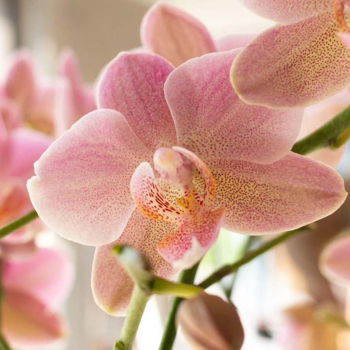 Kolibri orchidées de la vieille rose Phalaenopsis Orchid - Jewel Treviso - Pot Taille Ø12Cm