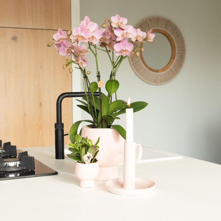 Kolibri orchidées de la vieille rose Phalaenopsis Orchid - Jewel Treviso - Pot Taille Ø12Cm