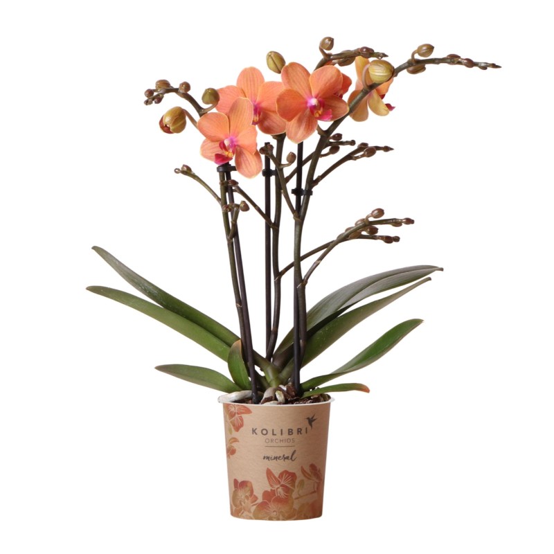 Orchidées Phalaenopsis orange - Bolzano minéral - Pot de taille Ø9Cm.