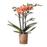 Orchidées Phalaenopsis orange - Bolzano minéral - Pot de taille Ø9Cm.