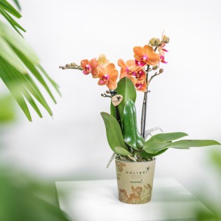 Orchidées Phalaenopsis orange - Bolzano minéral - Pot de taille Ø9Cm.