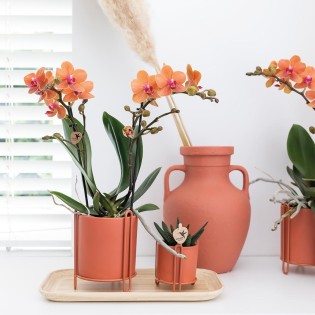 Orchidées Phalaenopsis orange - Bolzano minéral - Pot de taille Ø9Cm.
