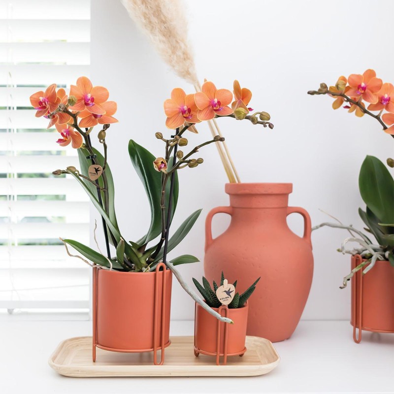 Orchidées Phalaenopsis orange - Bolzano minéral - Pot de taille Ø9Cm.
