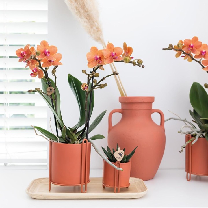 Orchidées Phalaenopsis orange - Bolzano minéral - Pot de taille Ø9Cm.