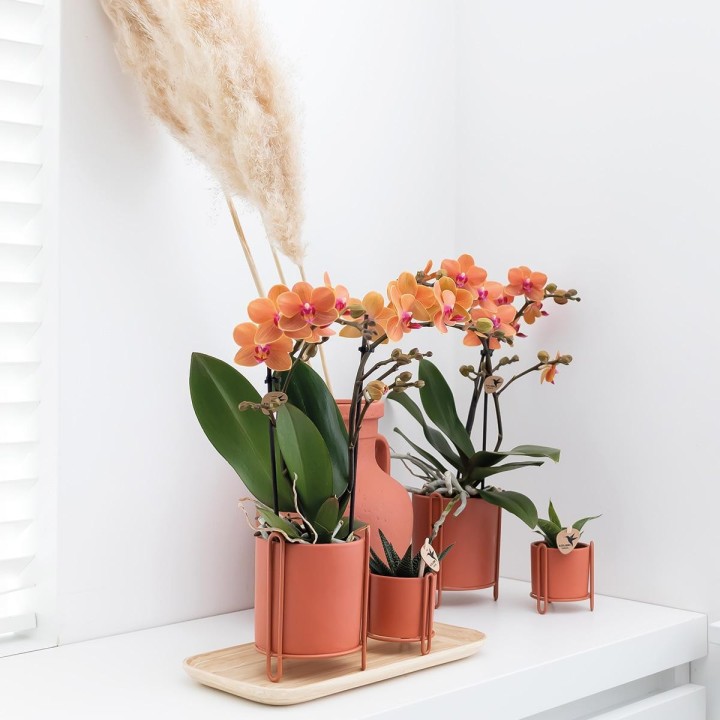 Orchidées Phalaenopsis orange - Bolzano minéral - Pot de taille Ø9Cm.