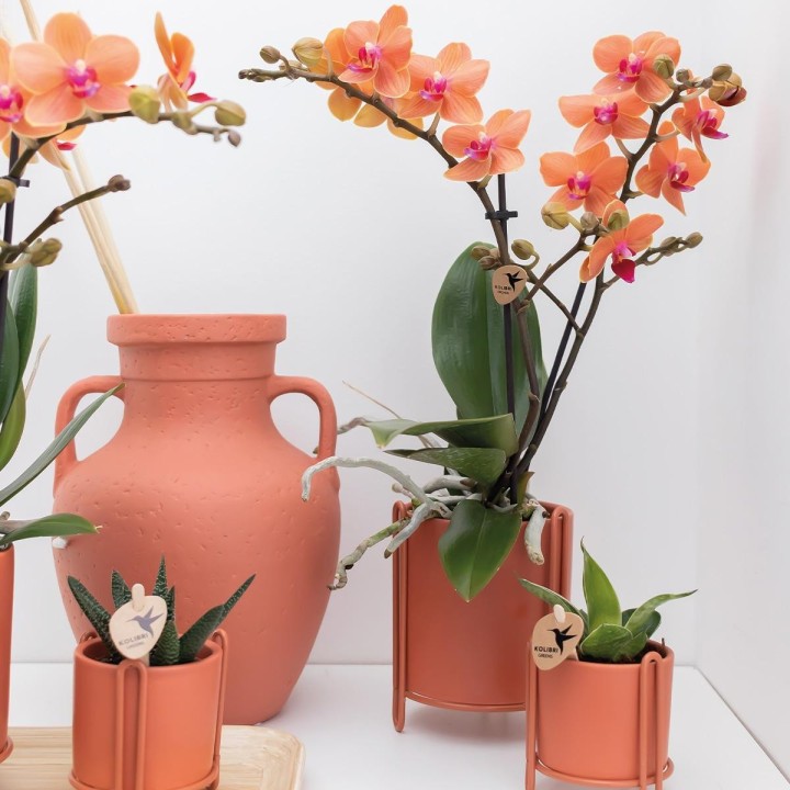 Orchidées Phalaenopsis orange - Bolzano minéral - Pot de taille Ø9Cm.