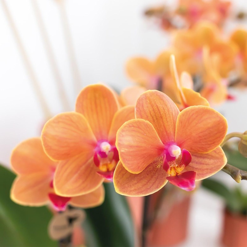 Orchidées Phalaenopsis orange - Bolzano minéral - Pot de taille Ø9Cm.