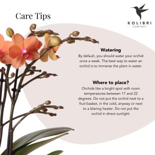 Orchidées Phalaenopsis orange - Bolzano minéral - Pot de taille Ø9Cm.