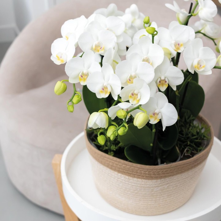 Kolibri Home | Reed Basket Dish White - Wickerwork Pot With White Detail - Pot Size Ø30Cm