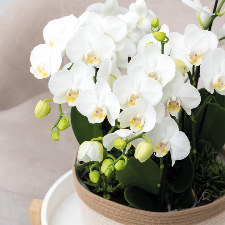 Kolibri Home | Reed Basket Dish White - Wickerwork Pot With White Detail - Pot Size Ø30Cm