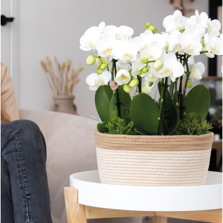 Kolibri Home | Reed Basket Dish White - Wickerwork Pot With White Detail - Pot Size Ø30Cm