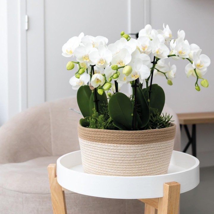 Kolibri Home | Reed Basket Dish White - Wickerwork Pot With White Detail - Pot Size Ø30Cm