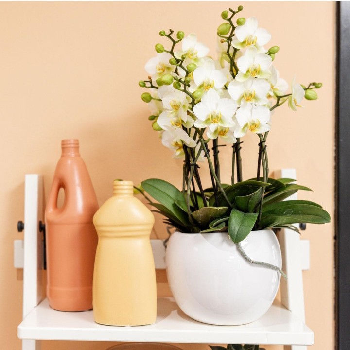 Kolibri Home | Bowl Flowerpot - White Ceramic Ornamental Pot - Pot Size Ø9Cm