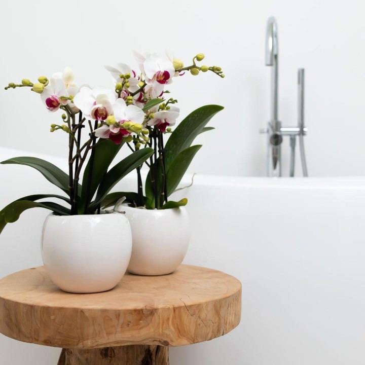 Kolibri Home | Bowl Flowerpot - White Ceramic Ornamental Pot - Pot Size Ø9Cm
