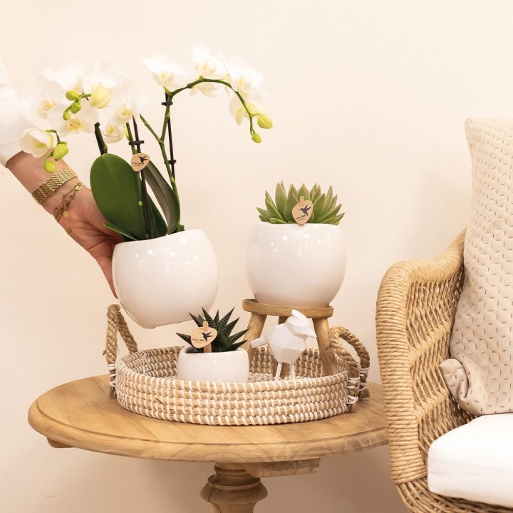 Kolibri Home | Bowl Flowerpot - White Ceramic Ornamental Pot - Pot Size Ø9Cm
