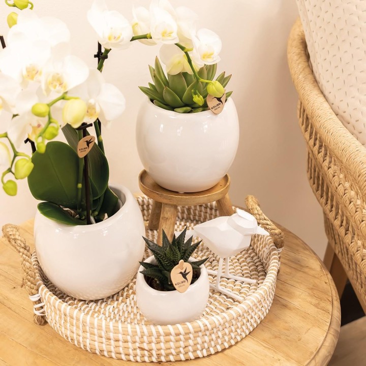 Kolibri Home | Bowl Flowerpot - White Ceramic Ornamental Pot - Pot Size Ø9Cm