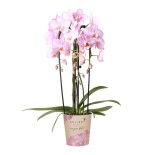 Kolibri Orchidées Orchidée - Niagara Fall - Pot de taille Ø12Cm.