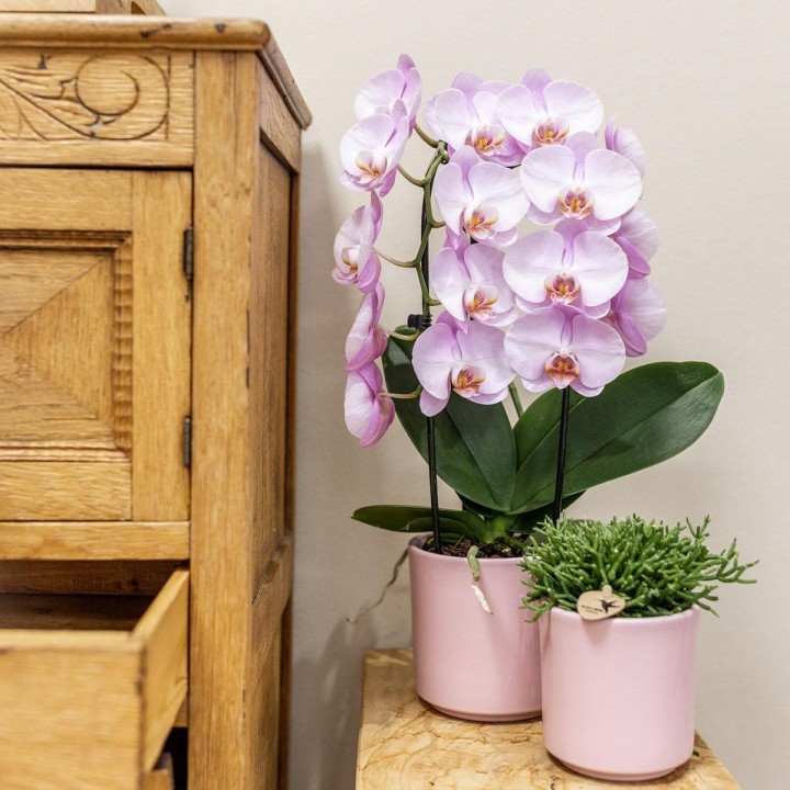 Kolibri Orchidées Orchidée - Niagara Fall - Pot de taille Ø12Cm.