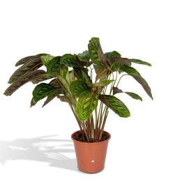 Calathea Flamestar - Peacock Plant - Ø19Cm - ↕75Cm