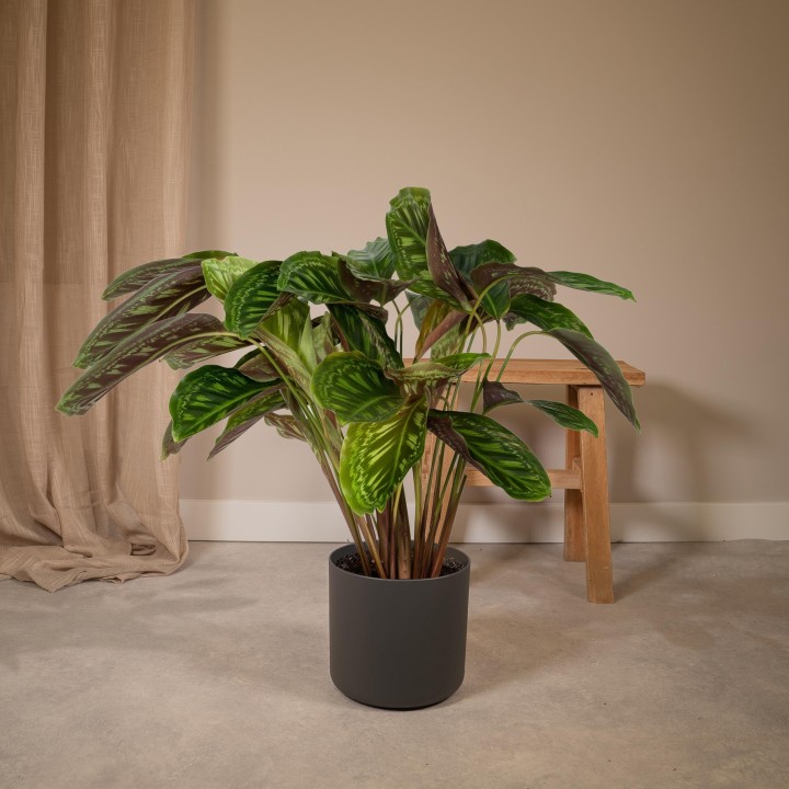 Calathea Flamestar - Peacock Plant - Ø19Cm - ↕75Cm